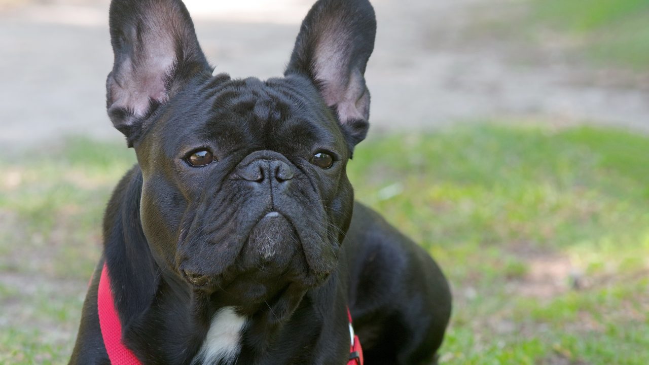 Dogs Trust warns of dog welfare ‘crisis’ in Scotland over popular breeds