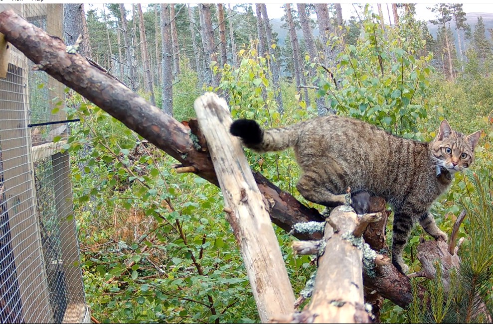 Charities eye expansion for wildcat conservation programme