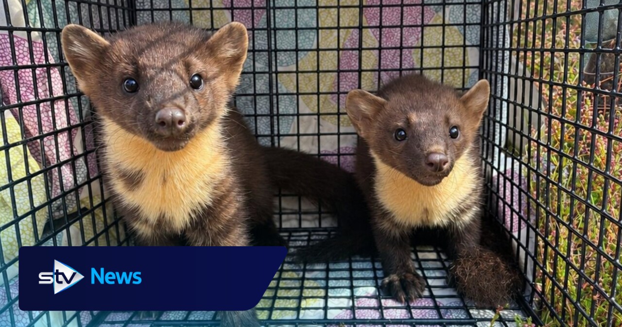 Six rescued pine martens released into Scottish wilderness for 'second chance'