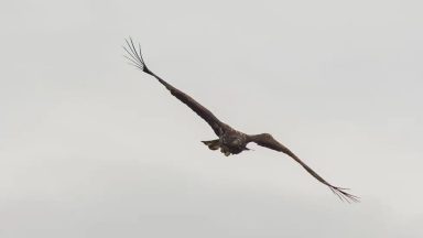 ‘Miracle’ eagle spotted on island three years on from breaking wing in near-fatal fall