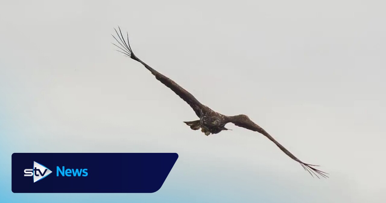 'Miracle' eagle spotted on  island three years on from breaking wing in near-fatal fall
