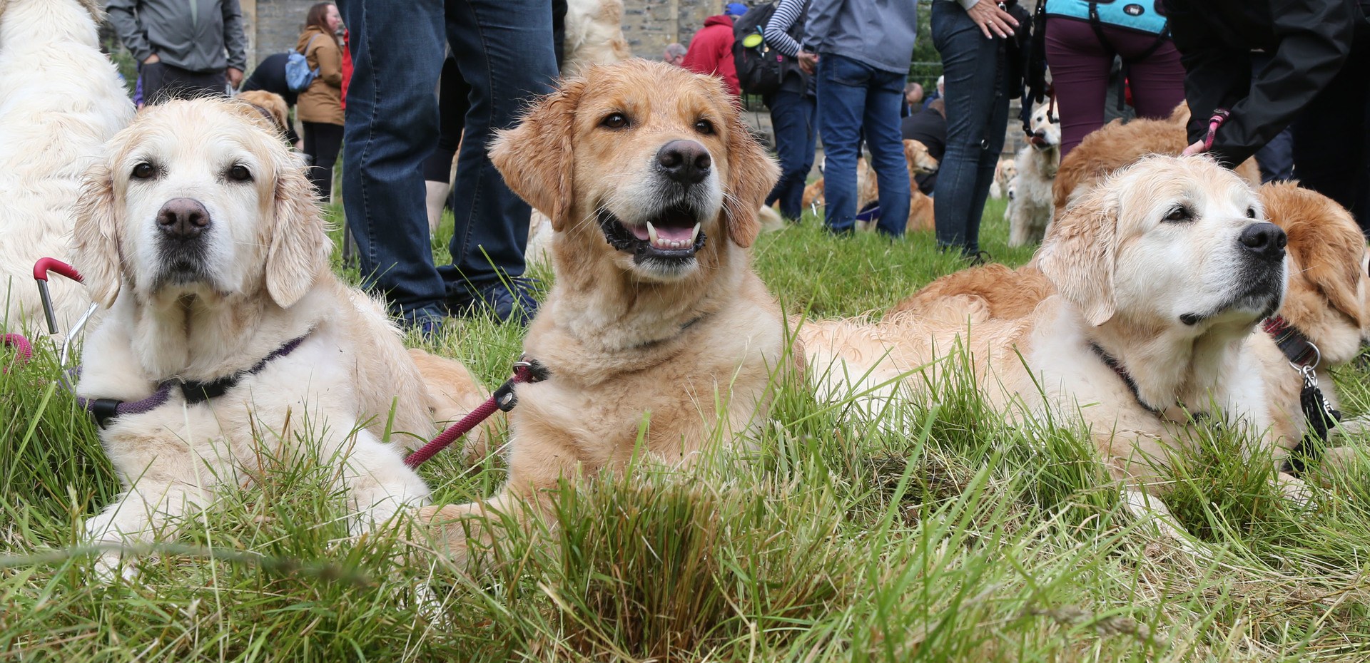 The gathering brings hundreds of golden retrievers from across the world.