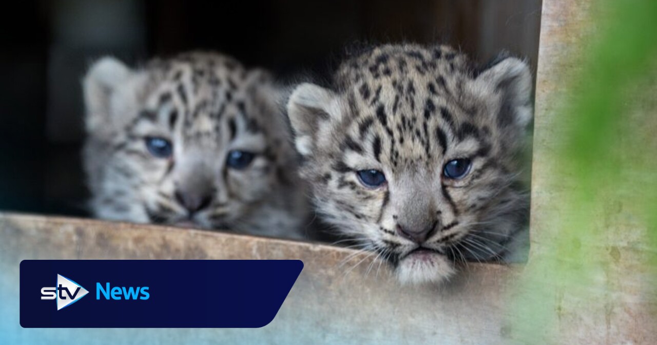 Snow leopard cub put to sleep after being diagnosed with incurable bone ...