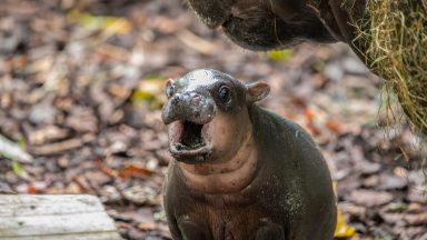 Baby pygmy hippo Piper ventures outside for first time under watchful eye of mum Gloria