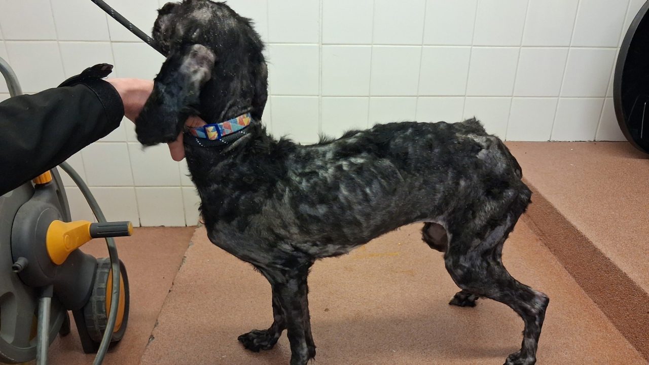 Forres woman handed ten-year ban after dog was found emaciated and severely matted in faeces-covered flat