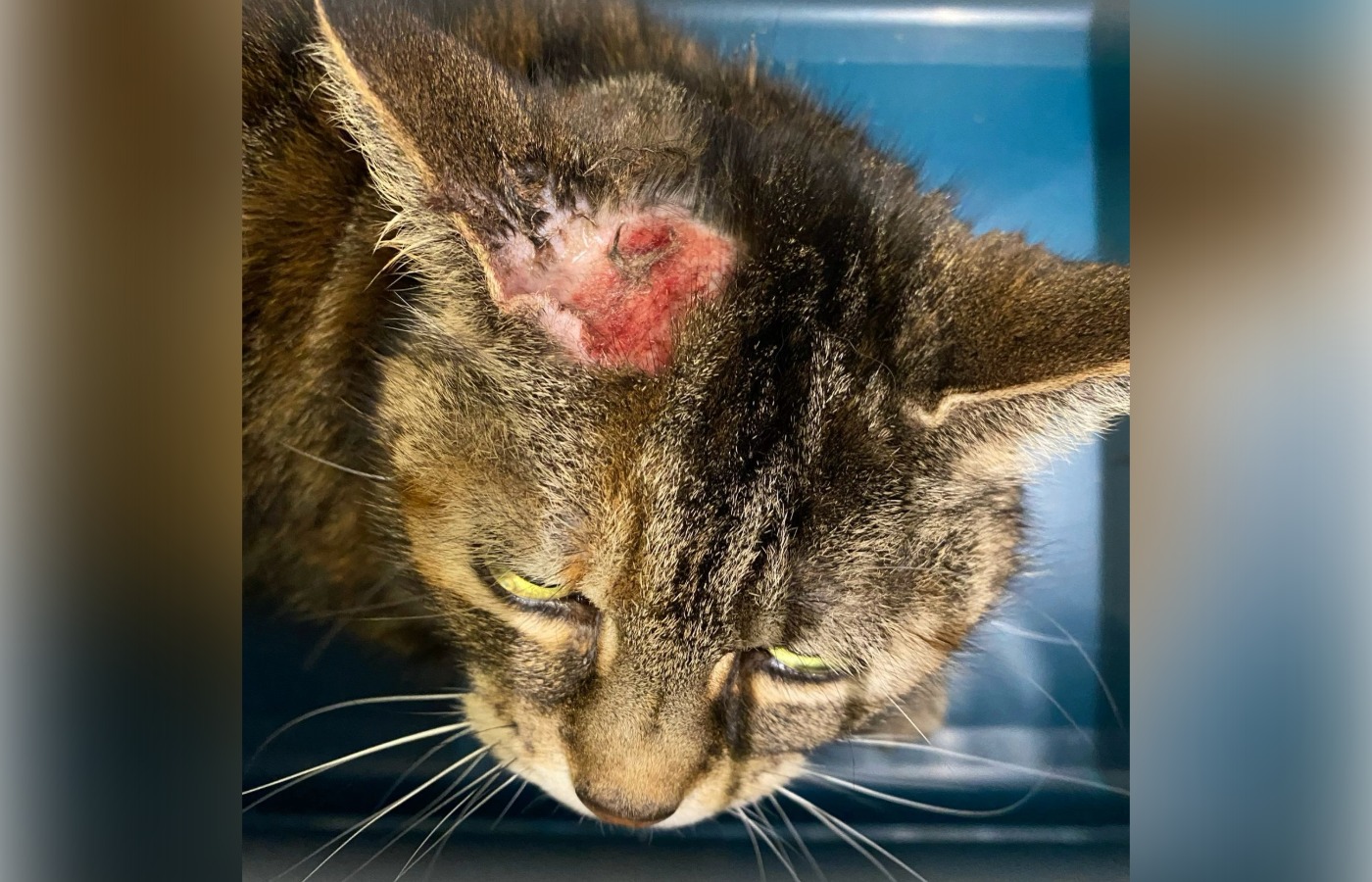 The Scottish SPCA cared for one cat for several months after she injured herself in 2022