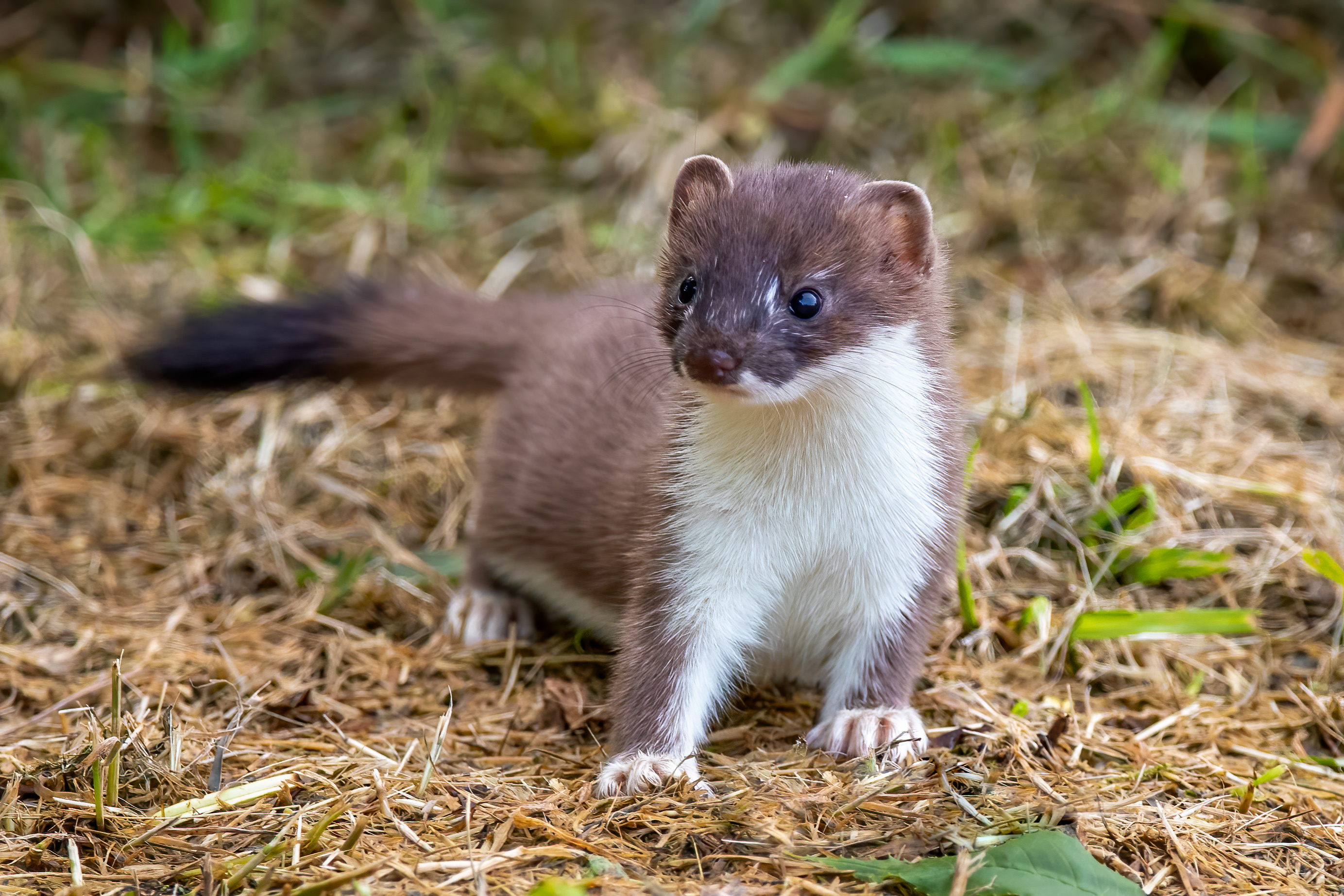 Stoat