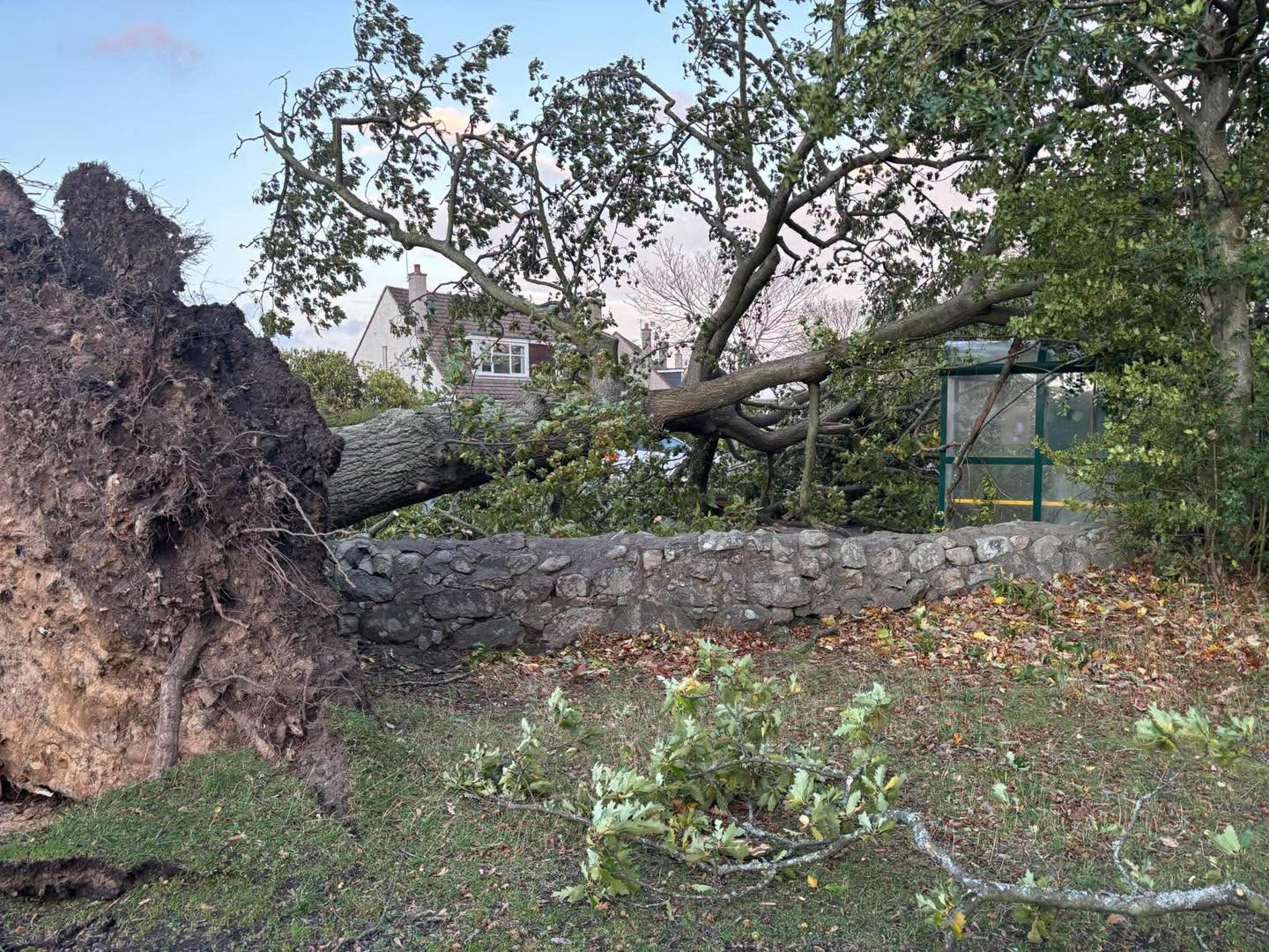Tree down at Craigiebuckler Bus Terminus, Aberdeen.