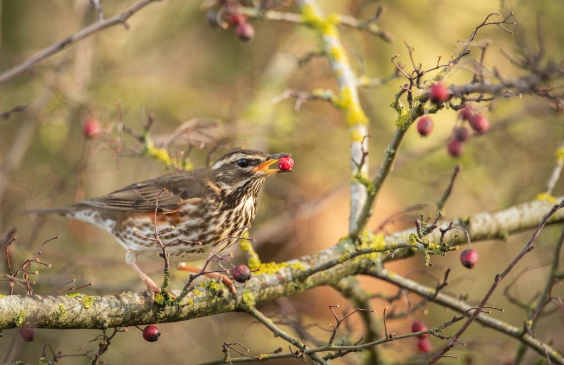 Wildlife lovers urged to change feeders to help garden birds survive winter