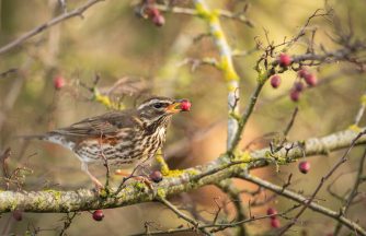 Wildlife lovers urged to change feeders to help garden birds survive winter