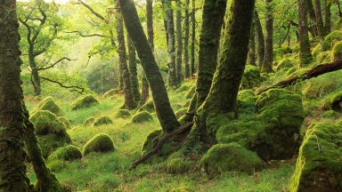 Climate change making rainforest restoration ‘more complicated’, expert warns