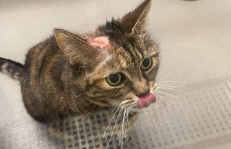 Scottish SPCA calls for ban on private fireworks sales to protect animals from fear and injuries
