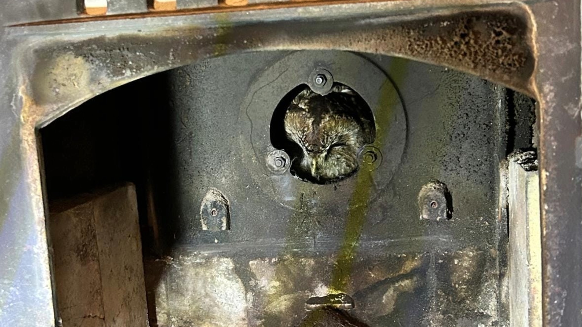 A small tawny owl was caught in a tight space.