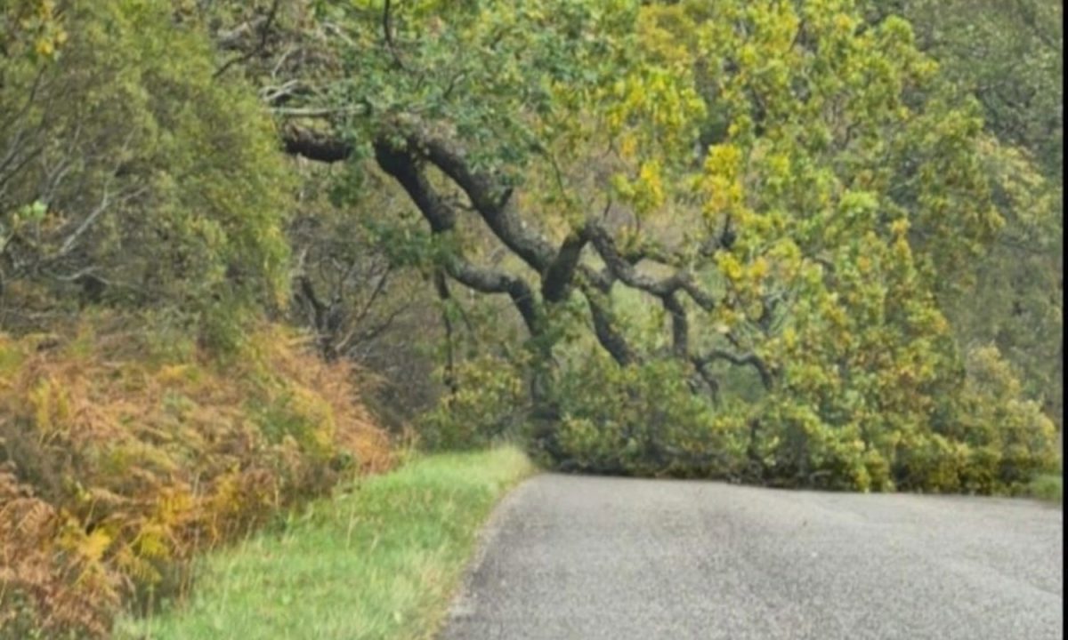Fallen trees block roads as drivers warned of adverse weather amid 70mph winds