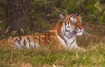Man killed by tiger filmed as he approached animal inside enclosure