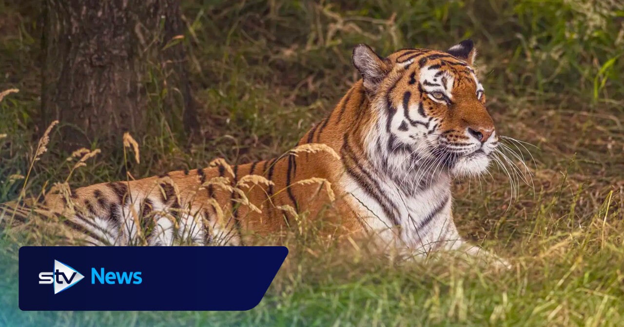 Family pays tribute to ‘bright young man’ killed by tiger at wildlife park
