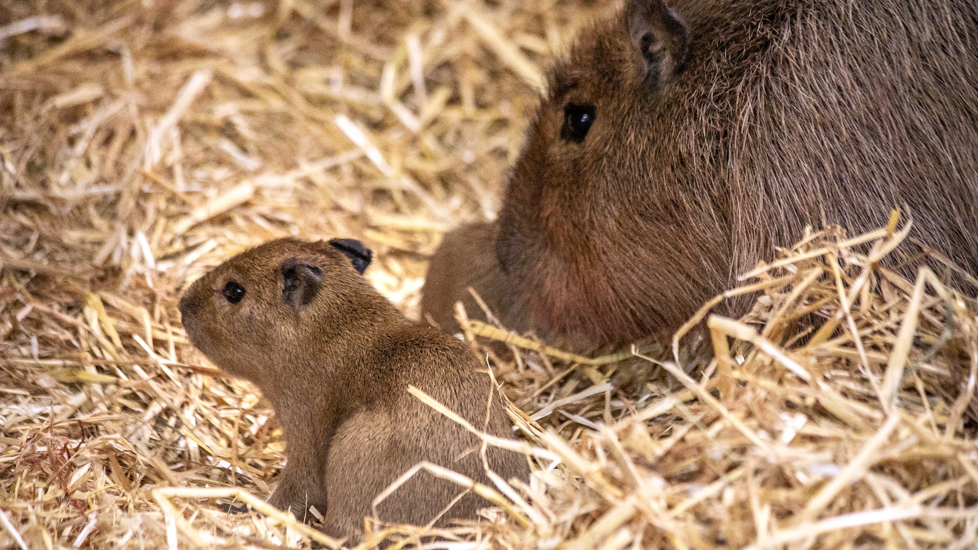 The three pups have not been named, and their gender is unknown until keepers carry out health checks.