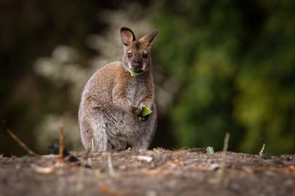 Wallaby spotted in the wild 20 miles from Perth, Scotland