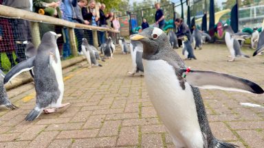 Edinburgh Zoo’s penguin parade returns as ‘Wee Waddle’