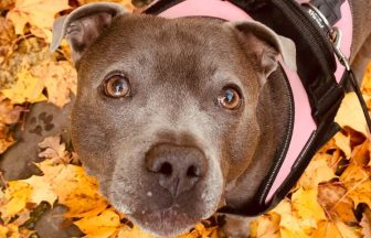 Service dog suffers seizures and liver issues after ‘ingesting weedkiller’ in Dundee