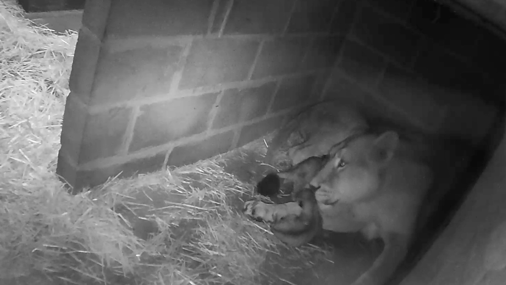 Bindee gave birth on October 11 within the lion's habitat.