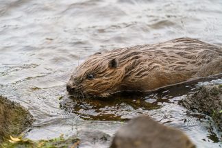 Beavers to be reintroduced to waters around Loch Ness 500 years on from last sighting