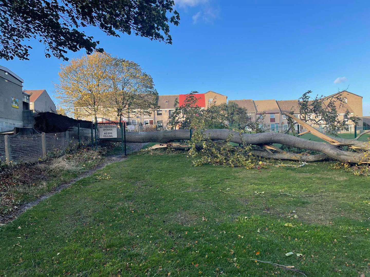 Tree down in Cornhill Primary School, Aberdeen.
