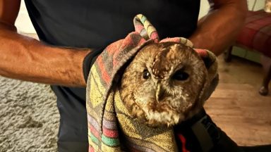 Tawny owl rescued by chimney sweep after becoming trapped in six-inch stove pipe at Angus home