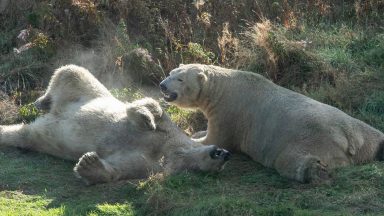 Polar bear returns to Highland Wildlife Park and brings his cousin for company