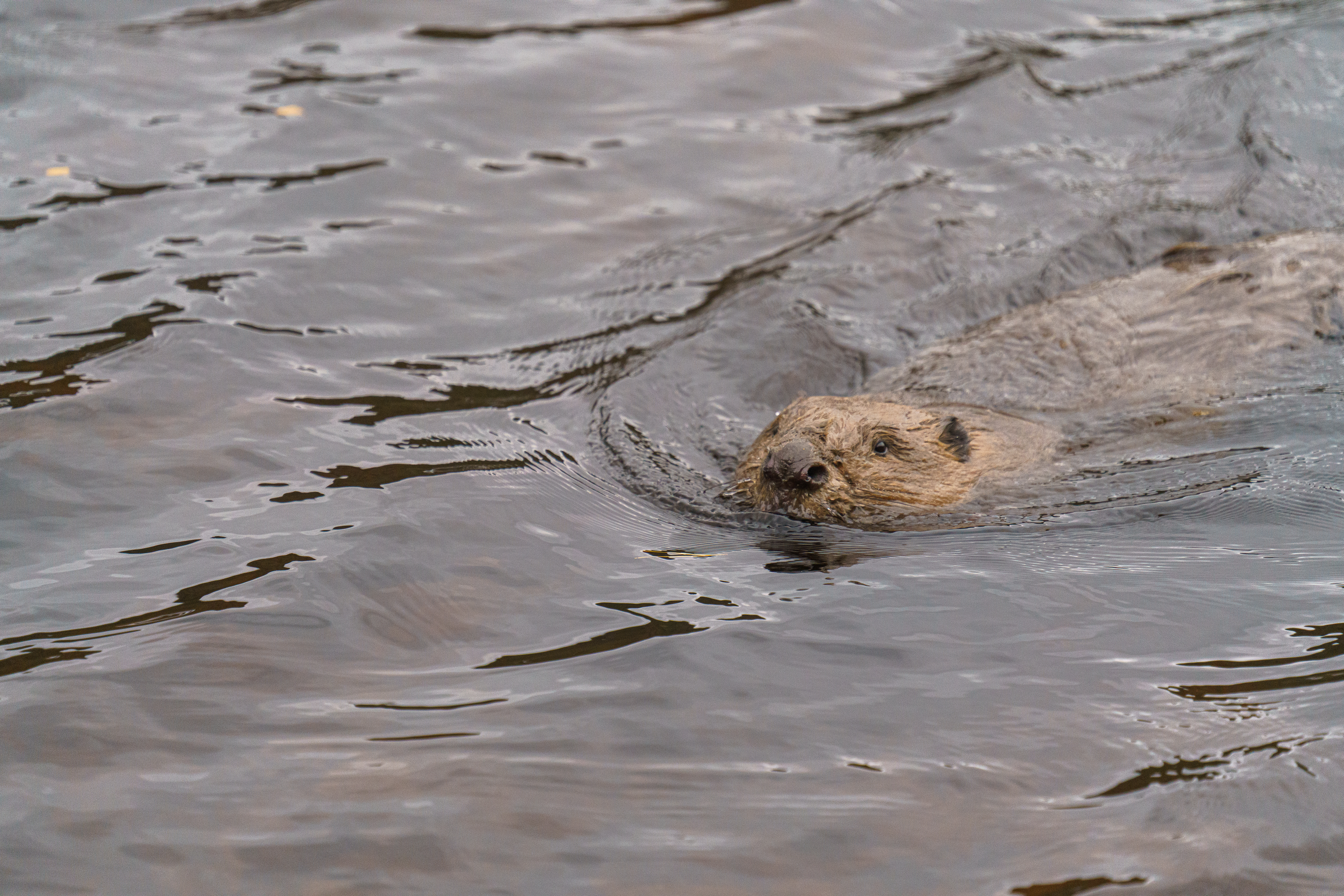 Beavers were last spotted around Loch Ness in 1526-27
