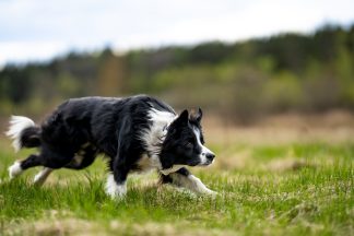 Woman left three dogs and cat without food or water to go on holiday