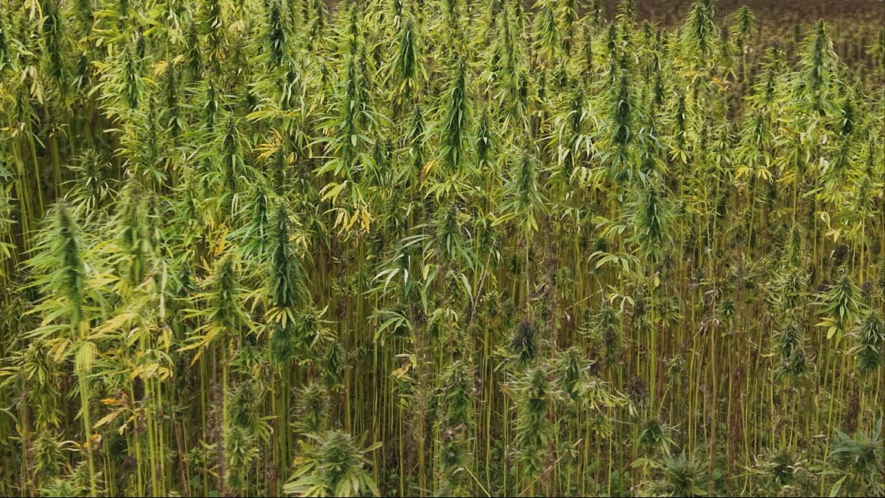Could ‘super-crop’ hemp be grown as Scotland’s answer to olive oil?