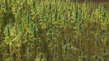 Could ‘super-crop’ hemp be grown as Scotland’s answer to olive oil?