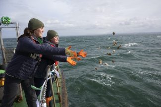 Scottish oysters a symbol of hope as WWF reports catastrophic decline in wildlife