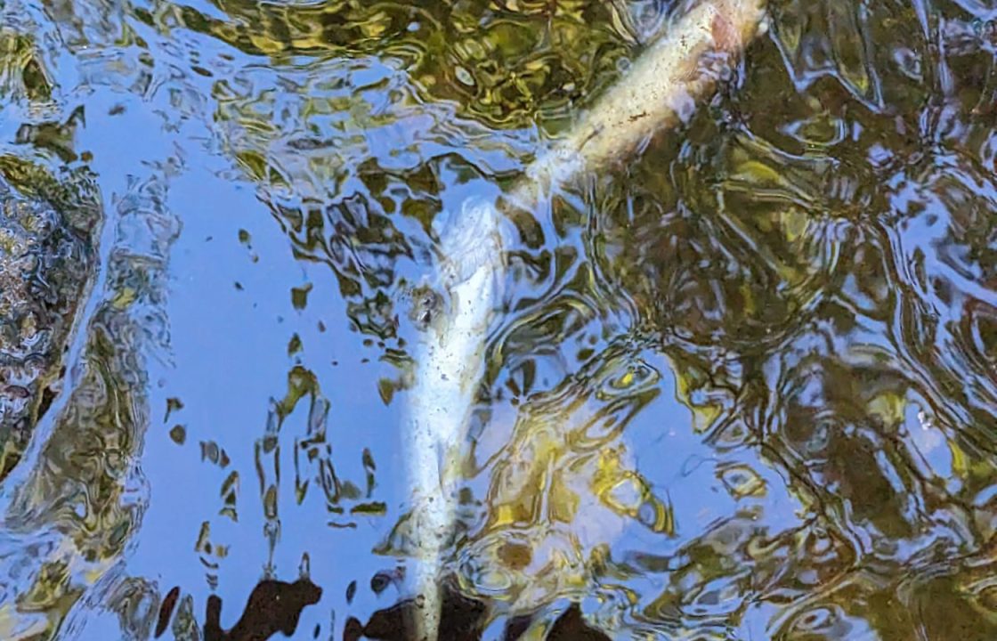 Diageo ‘sincerely sorry’ following pollution incident on River Spey tributary