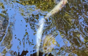 Diageo ‘sincerely sorry’ following pollution incident on River Spey tributary