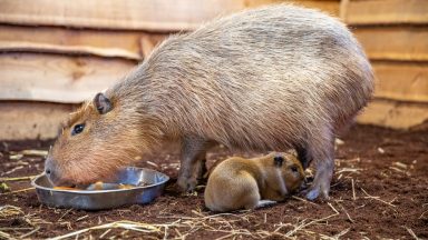 Edinburgh Zoo welcomes three capybara pups amid family drama