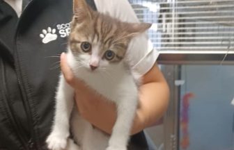 Woman left three dogs and cat without food or water to go on holiday