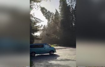 Watch moment giant tree crashes through power line causing major outage in Perthshire