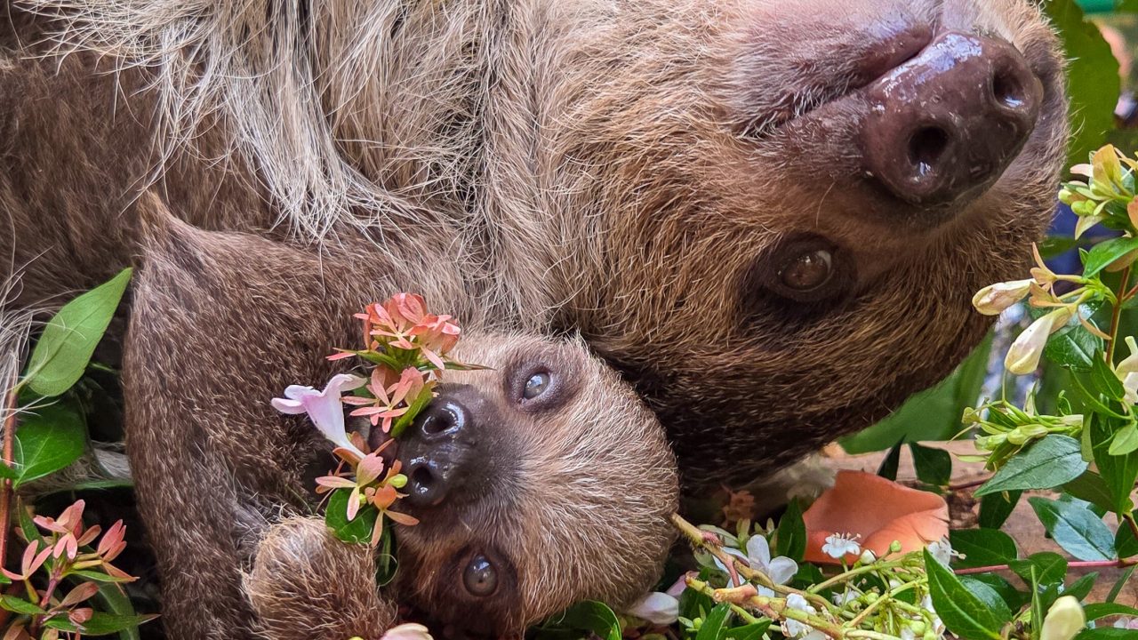 Scotland’s first baby sloth celebrates World Sloth Day with a tasty treat