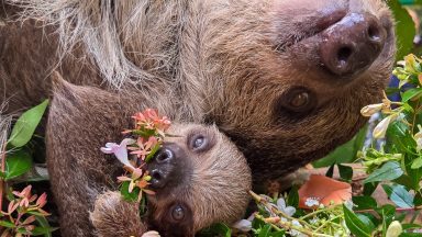 Scotland’s first baby sloth celebrates World Sloth Day with a tasty treat
