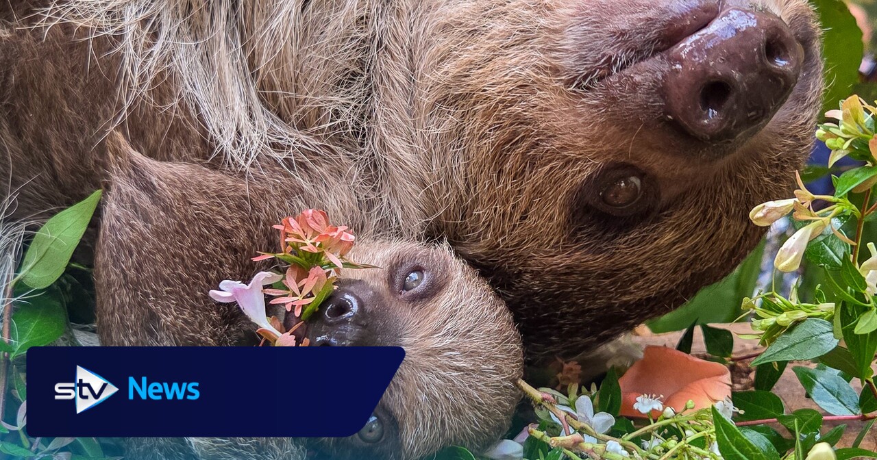 Schottlands erstes Faultierbaby feiert Welttag des Faultiers mit einer ...