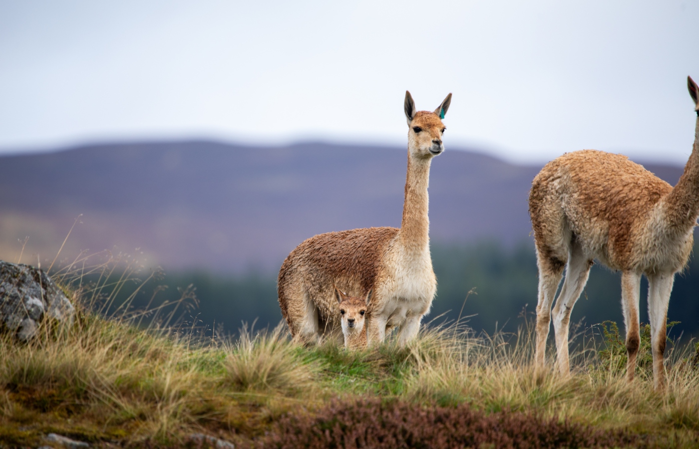 Baby vicuna Apu was born at Highland Wildlife Park