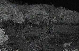 Second invasive stoat caught on Orkney island