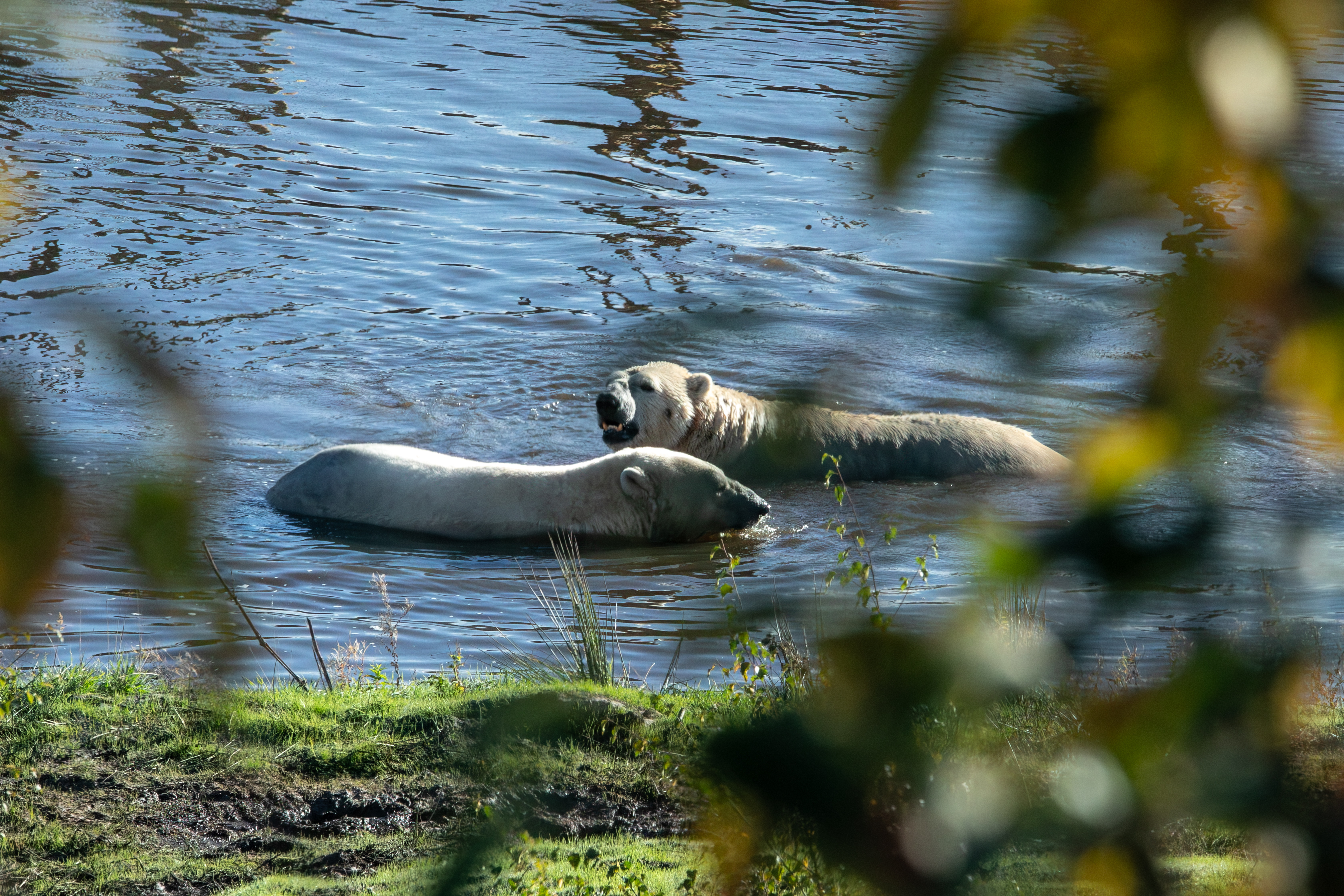 The polar bears love their new upgraded water pool.